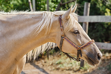 Image showing Portrait of Horse