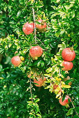 Image showing Mature Pomegranate Fruits