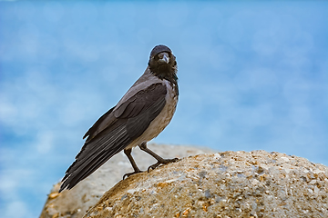 Image showing Crow on the Stone