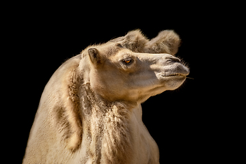 Image showing Portrait of Camel