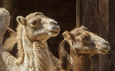 Image showing Portrait of Camel