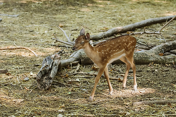 Image showing Fawn in the forest