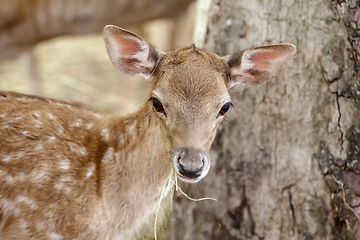 Image showing Portrait of a Fawn