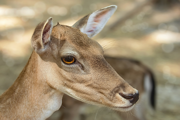 Image showing Portrait of a Fawn