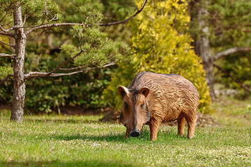 Image showing Wild boar sculpture