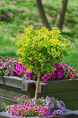 Image showing Small tree in Flower pot