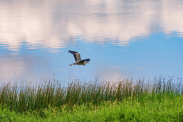 Image showing Grey heron over the river