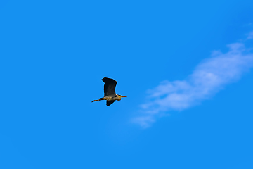 Image showing Grey heron in the sky