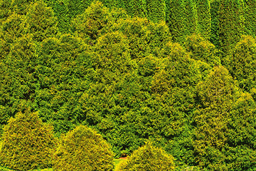 Image showing Thuja forest background