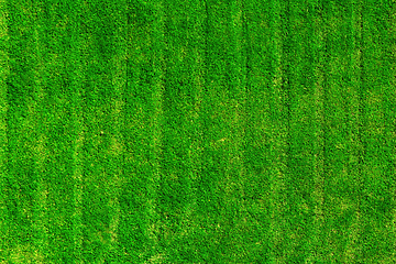 Image showing Green grass field background