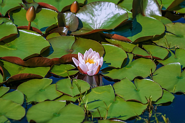 Image showing Floating lily pads 