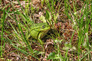 Image showing Frog in the grass