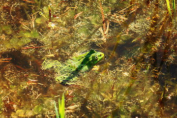 Image showing Frog in the pond