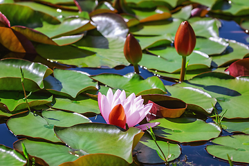 Image showing Floating lily pads 