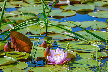 Image showing Floating lily pads 