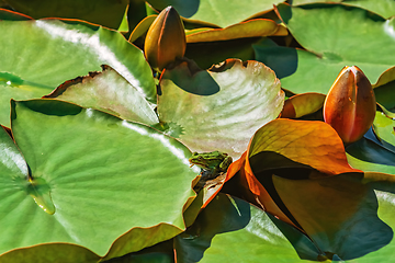 Image showing Frog on the floating lily pads 