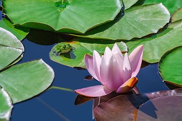 Image showing Frog and lily flower