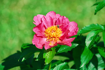 Image showing Flower of Peony