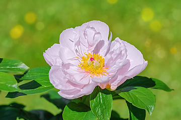 Image showing Flower of Peony