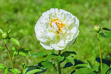 Image showing Flower of Peony