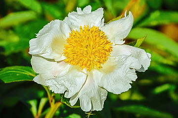 Image showing Flower of Peony