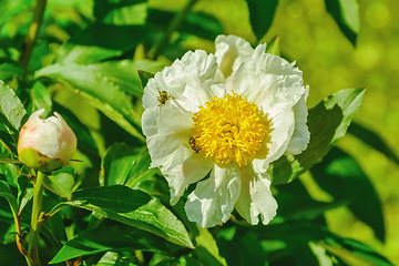 Image showing Flower of Peony