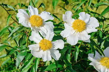 Image showing Flowers of Peony