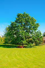 Image showing Big oak on the lawn