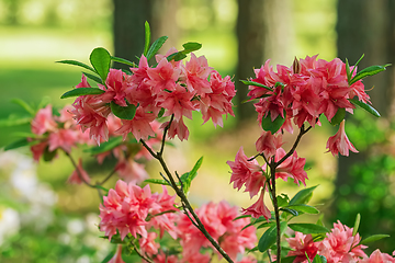 Image showing Rhododendron flowers in the forest