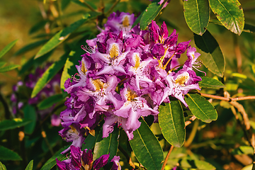 Image showing Rhododendron flowers in the forest