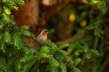 Image showing Common chaffinch on the spruce branch