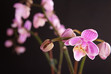 Image showing Moth Orchid (Phalaenopsis orchidaceae)