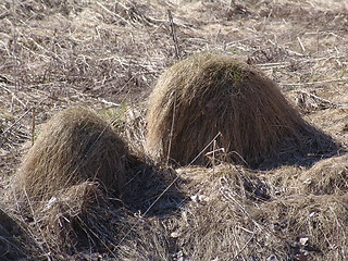 Image showing grey gras