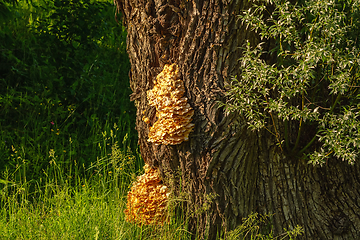 Image showing Sulphur shelf fungus