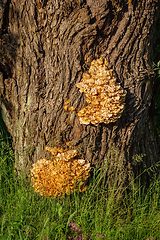 Image showing Sulphur shelf fungus