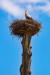 Image showing Stork in the nest