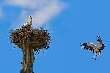 Image showing White stork in the sky