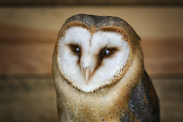 Image showing Common barn owl (Tyto alba)