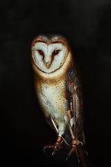 Image showing Common barn owl (Tyto alba)