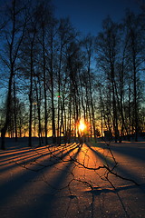 Image showing Sunset through leafless trees in winter