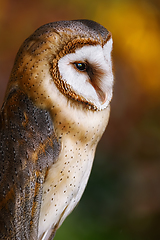 Image showing Common barn owl (Tyto alba)