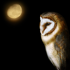 Image showing Common barn owl (Tyto alba)