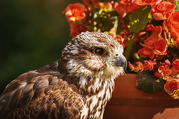 Image showing Saker falcon (Falco cherrug)