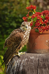 Image showing Saker falcon (Falco cherrug)