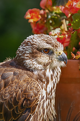 Image showing Saker falcon (Falco cherrug)