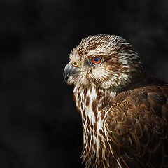 Image showing Saker falcon (Falco cherrug)