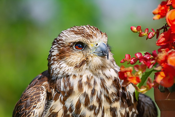 Image showing Saker falcon (Falco cherrug)