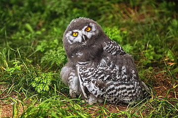 Image showing Chick of snowy owl (Bubo scandiacus)