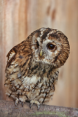 Image showing Tawny owl or brown owl (Strix aluco)