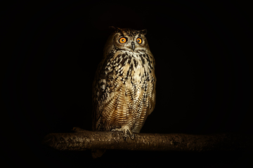 Image showing Eurasian eagle-owl (Bubo bubo)